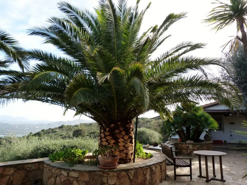 Taille de haie soignée à Béziers