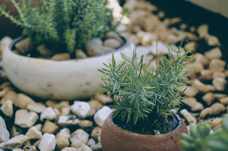 Entretien jardin Hérault