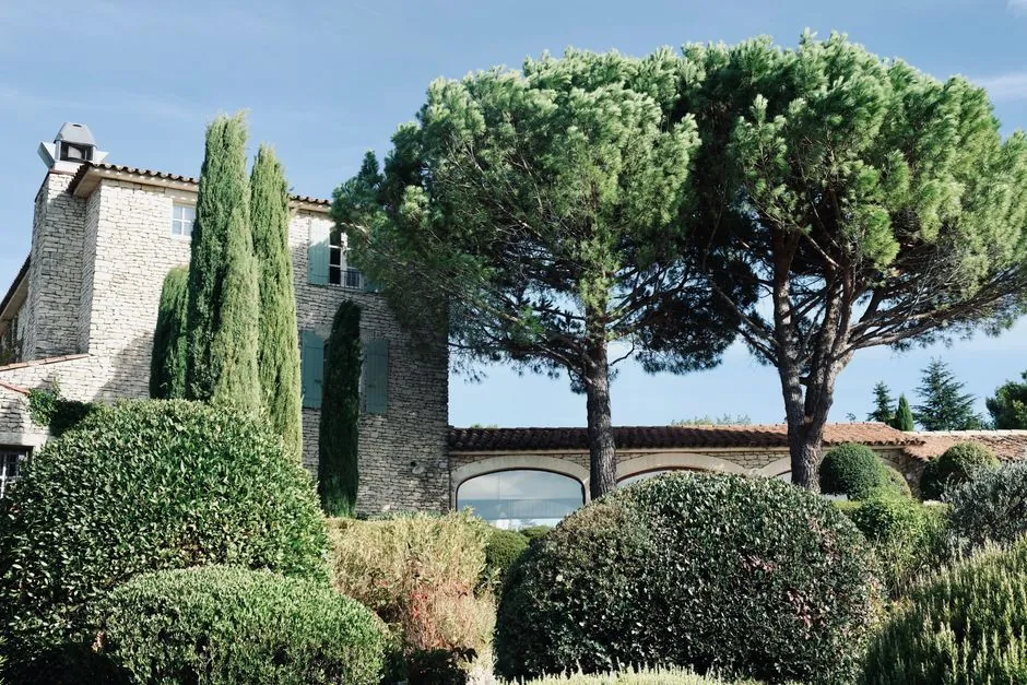 Taille d'olivier à Béziers — spécialité Sud Espaces Verts