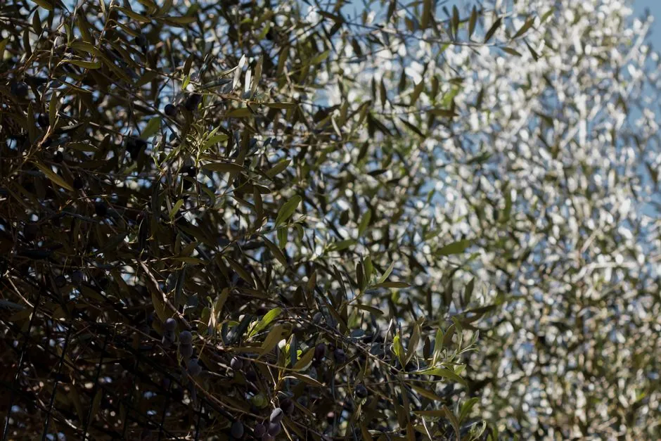 Jardin méditerranéen entretenu par Sud Espaces Verts à Béziers